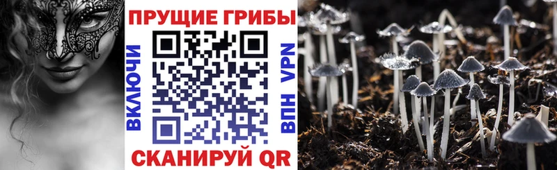 kraken   Бирск  Галлюциногенные грибы Cubensis 